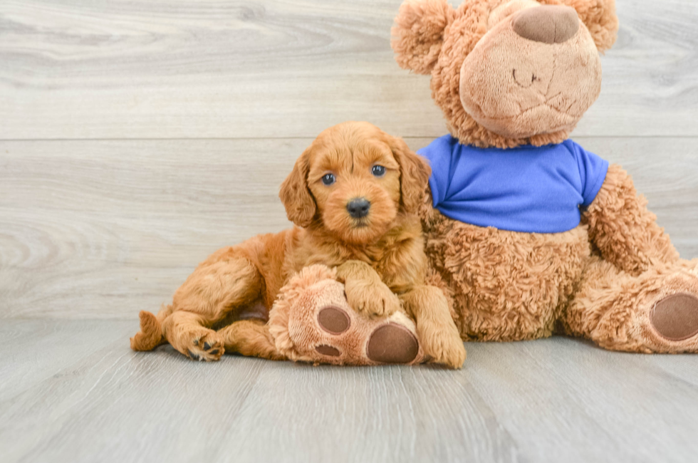 8 week old Mini Goldendoodle Puppy For Sale - Windy City Pups