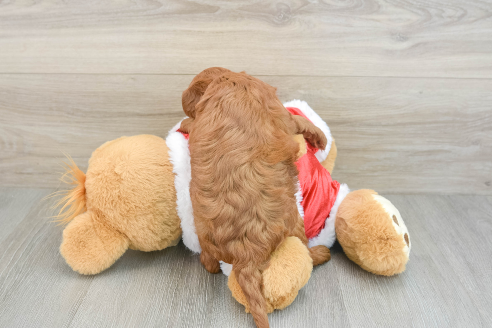 Playful Mini Groodle Poodle Mix Puppy