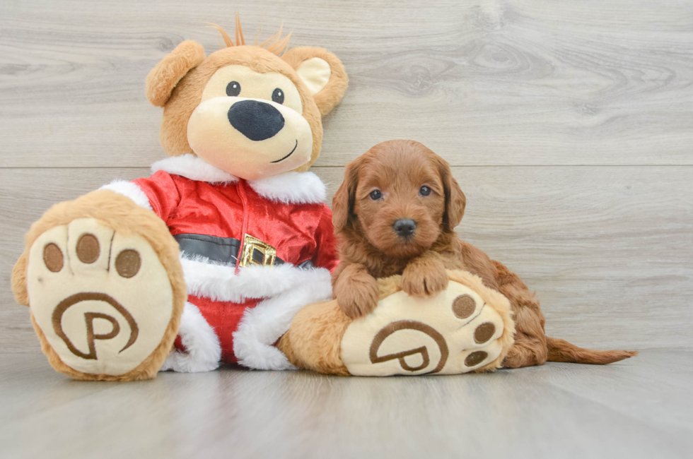 6 week old Mini Goldendoodle Puppy For Sale - Windy City Pups