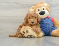 7 week old Mini Goldendoodle Puppy For Sale - Windy City Pups