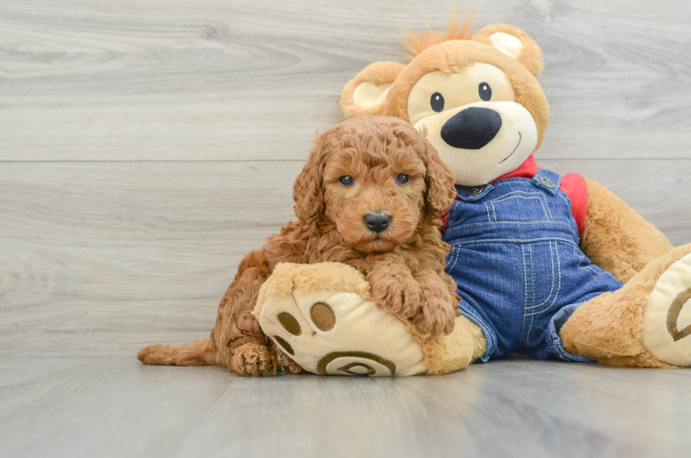 6 week old Mini Goldendoodle Puppy For Sale - Windy City Pups