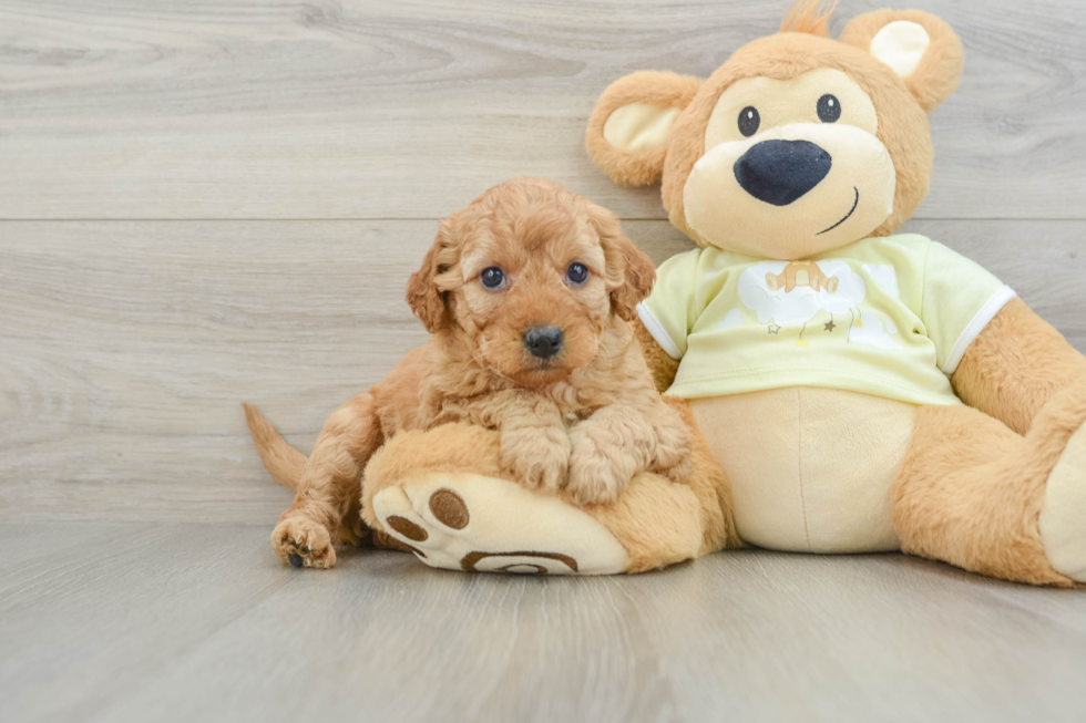 Mini Goldendoodle Puppy for Adoption
