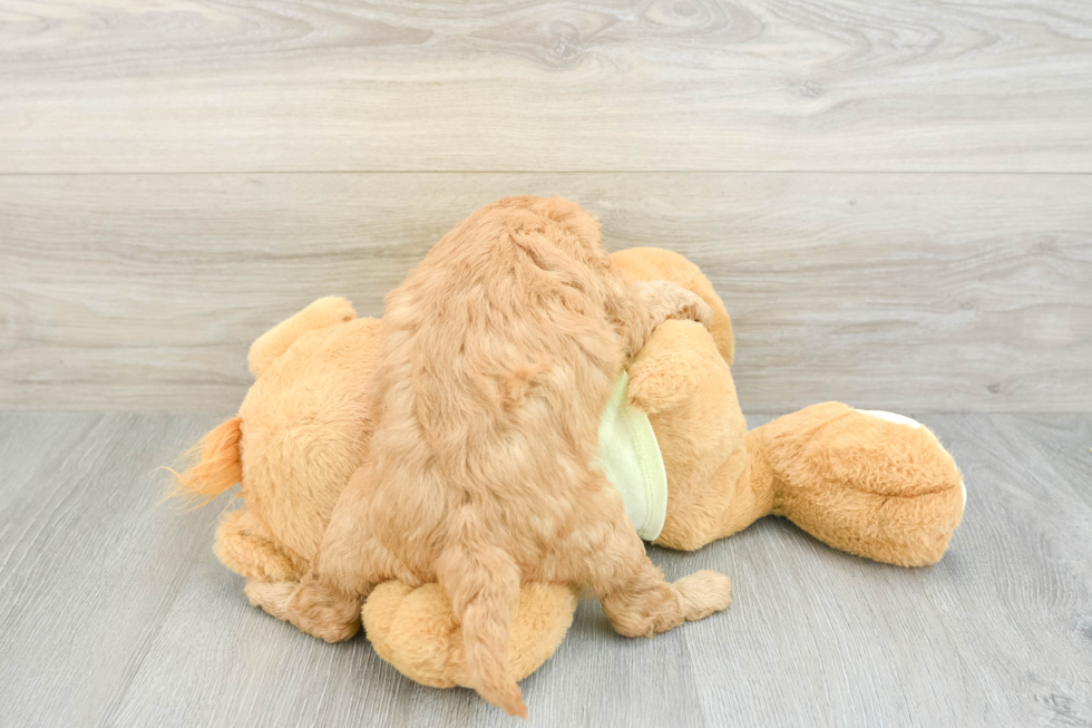 Best Mini Goldendoodle Baby