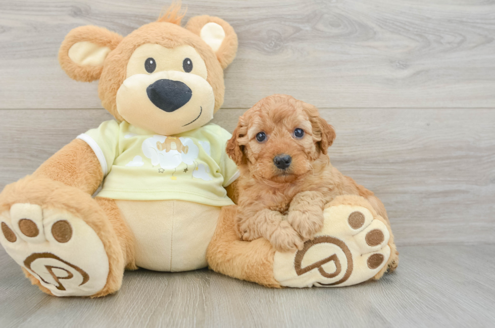 6 week old Mini Goldendoodle Puppy For Sale - Windy City Pups