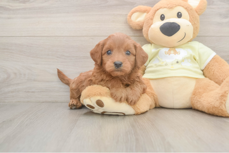 Best Mini Goldendoodle Baby