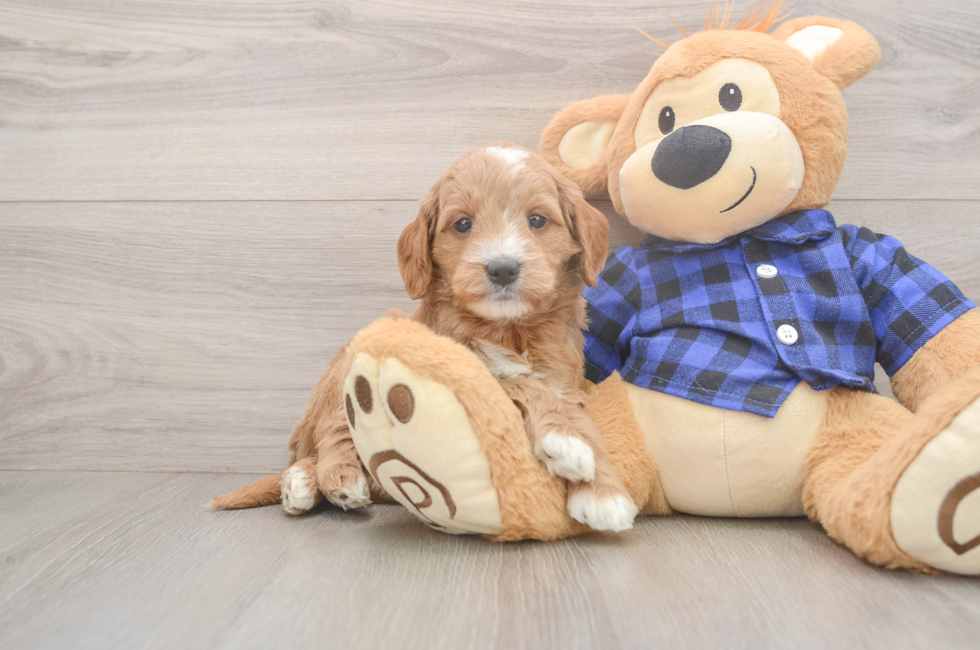 5 week old Mini Goldendoodle Puppy For Sale - Windy City Pups