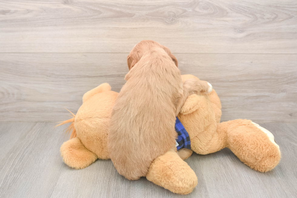 Small Mini Goldendoodle Baby