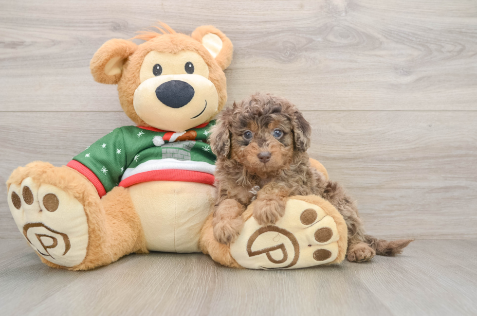 6 week old Mini Goldendoodle Puppy For Sale - Windy City Pups