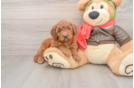 Best Mini Goldendoodle Baby