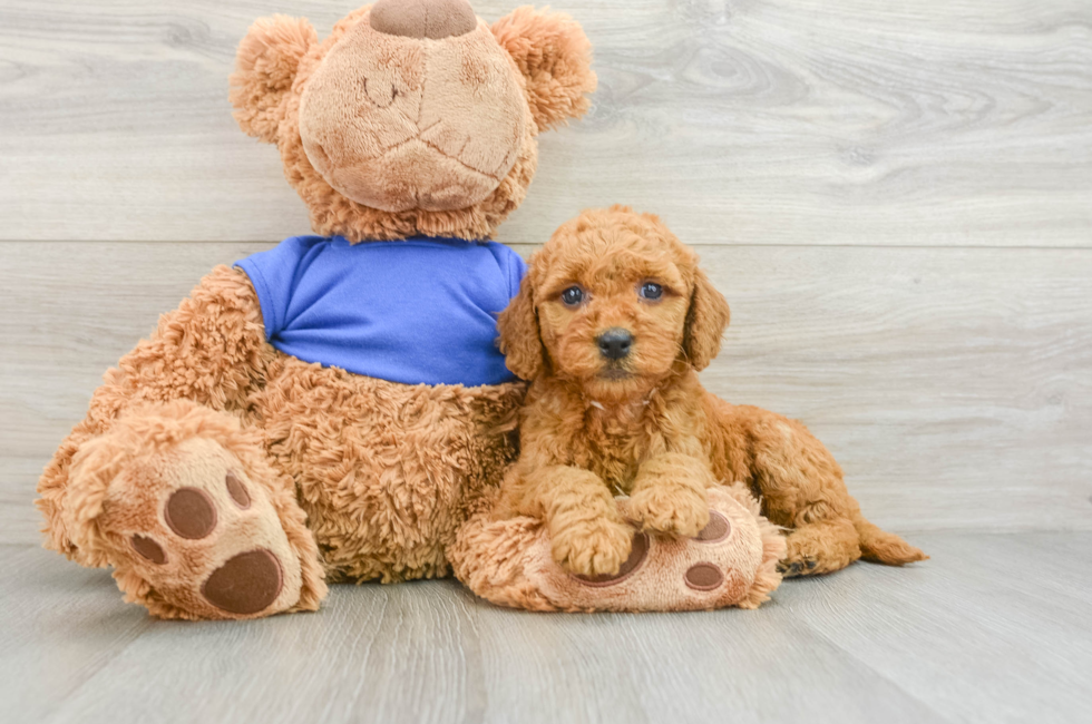 8 week old Mini Goldendoodle Puppy For Sale - Windy City Pups