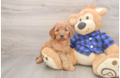 Mini Goldendoodle Puppy for Adoption