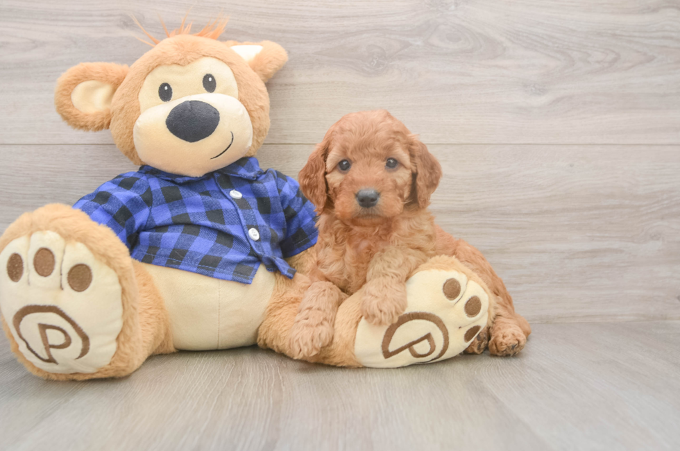 5 week old Mini Goldendoodle Puppy For Sale - Windy City Pups
