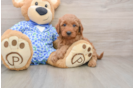 Best Mini Goldendoodle Baby