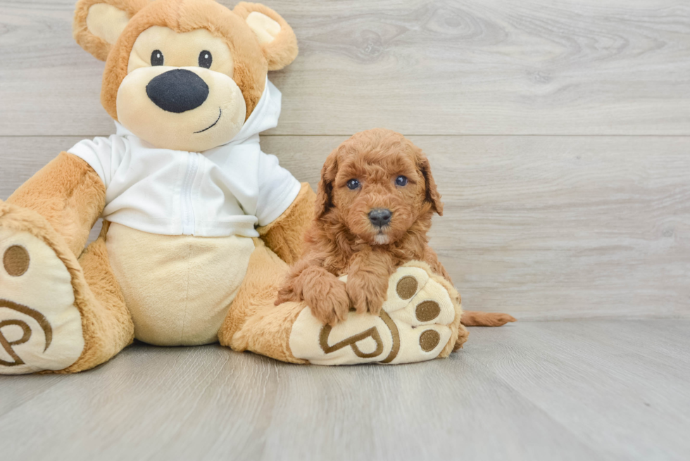 Little Mini Goldenpoo Poodle Mix Puppy