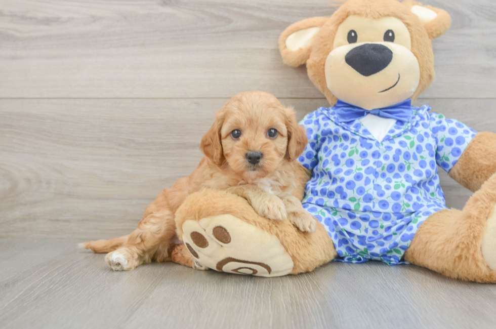 5 week old Mini Goldendoodle Puppy For Sale - Windy City Pups