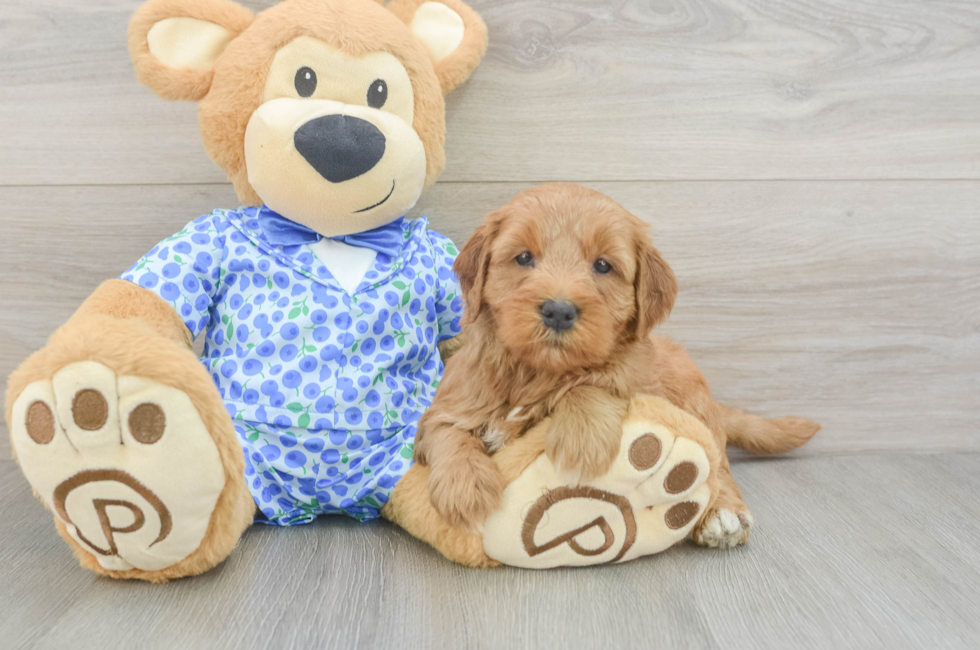 5 week old Mini Goldendoodle Puppy For Sale - Windy City Pups