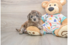 Mini Goldendoodle Pup Being Cute