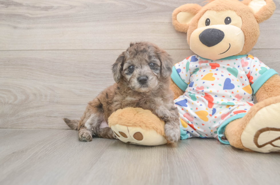 5 week old Mini Goldendoodle Puppy For Sale - Windy City Pups