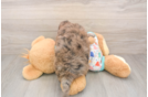 Popular Mini Goldendoodle Poodle Mix Pup