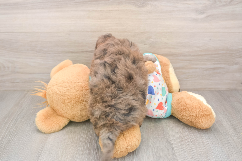Popular Mini Goldendoodle Poodle Mix Pup
