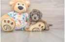 Sweet Mini Goldendoodle Baby