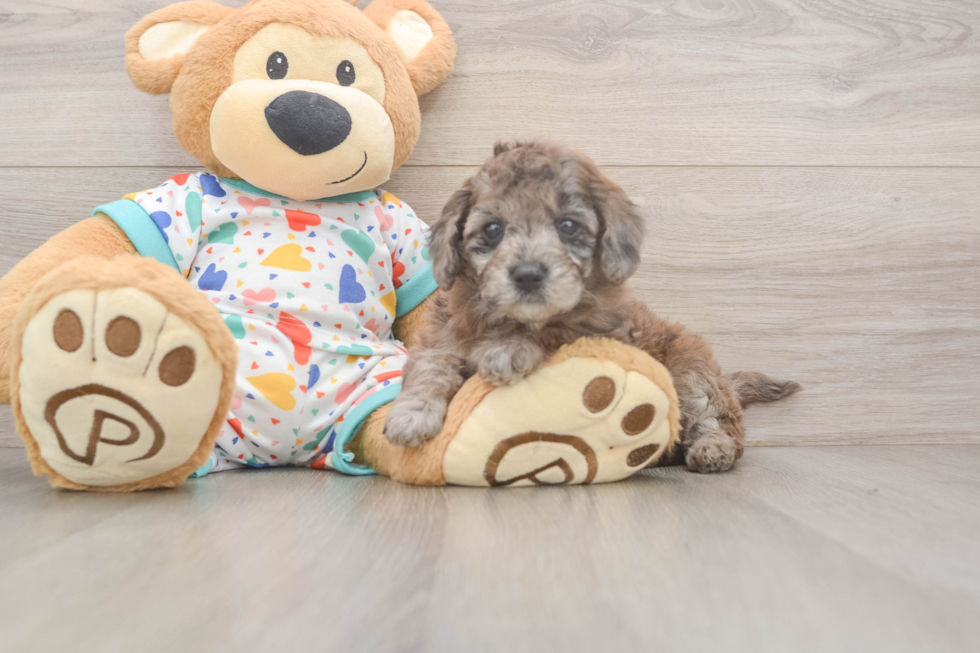 Sweet Mini Goldendoodle Baby
