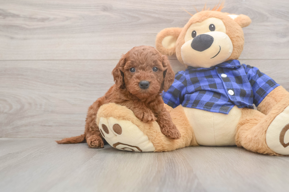 5 week old Mini Goldendoodle Puppy For Sale - Windy City Pups