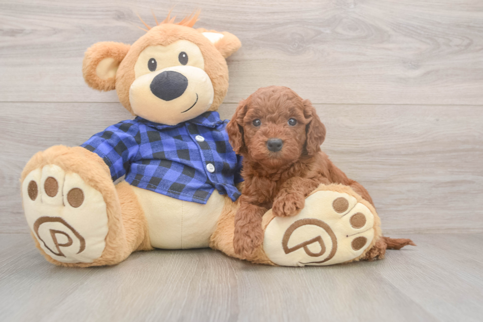 Sweet Mini Goldendoodle Baby