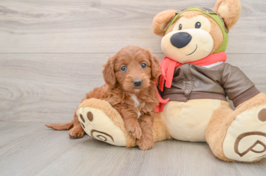 Hypoallergenic Mini Goldiepoo Poodle Mix Puppy