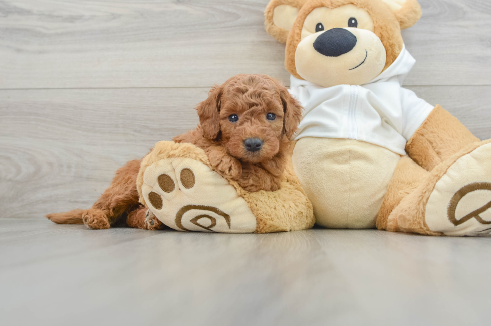 5 week old Mini Goldendoodle Puppy For Sale - Windy City Pups
