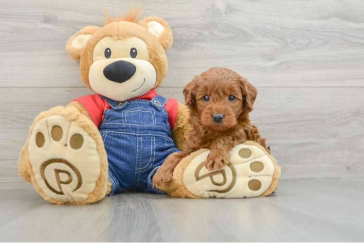 Funny Mini Goldendoodle Poodle Mix Pup