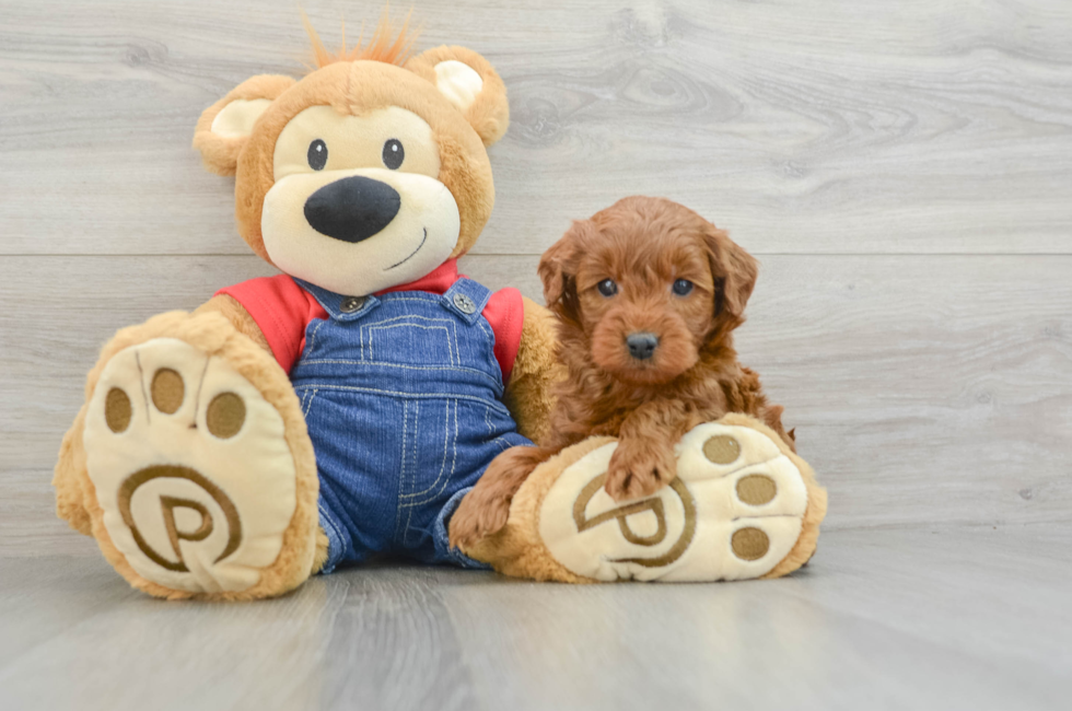 6 week old Mini Goldendoodle Puppy For Sale - Windy City Pups