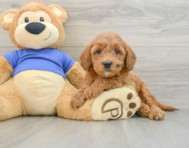 7 week old Mini Goldendoodle Puppy For Sale - Windy City Pups