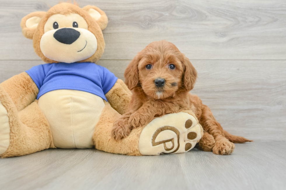6 week old Mini Goldendoodle Puppy For Sale - Windy City Pups
