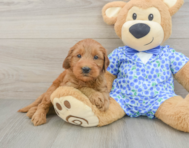 8 week old Mini Goldendoodle Puppy For Sale - Windy City Pups