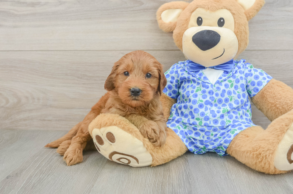 5 week old Mini Goldendoodle Puppy For Sale - Windy City Pups