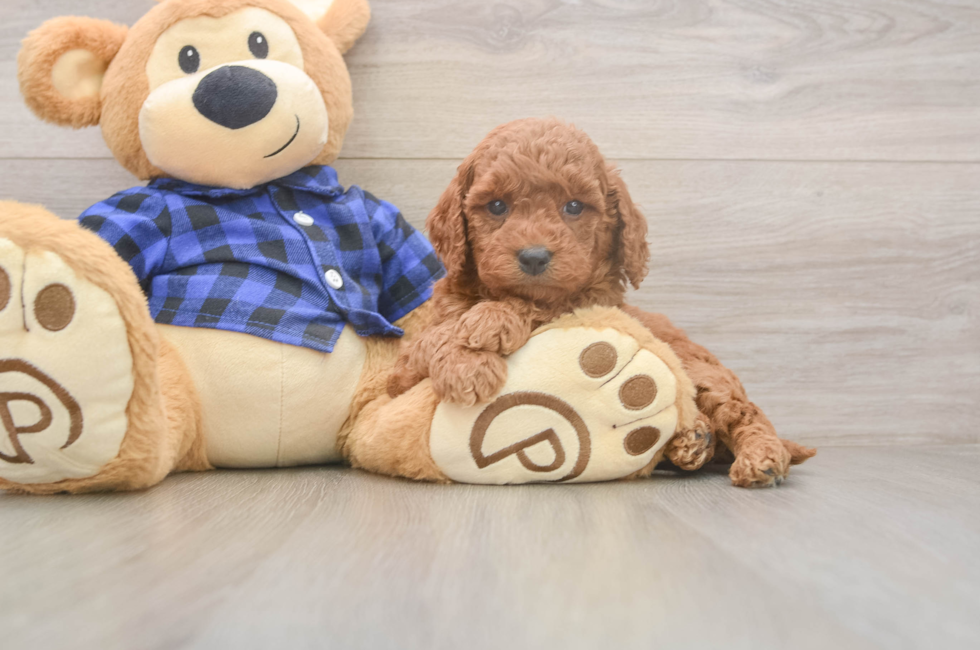 5 week old Mini Goldendoodle Puppy For Sale - Windy City Pups