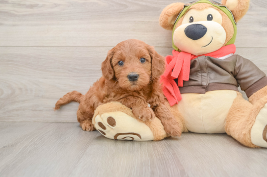 Happy Mini Goldendoodle Baby