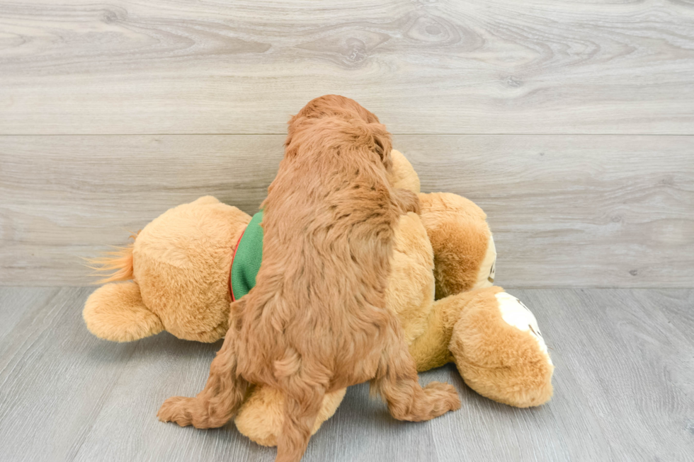 Fluffy Mini Goldendoodle Poodle Mix Pup