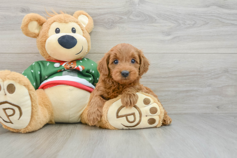 Mini Goldendoodle Pup Being Cute