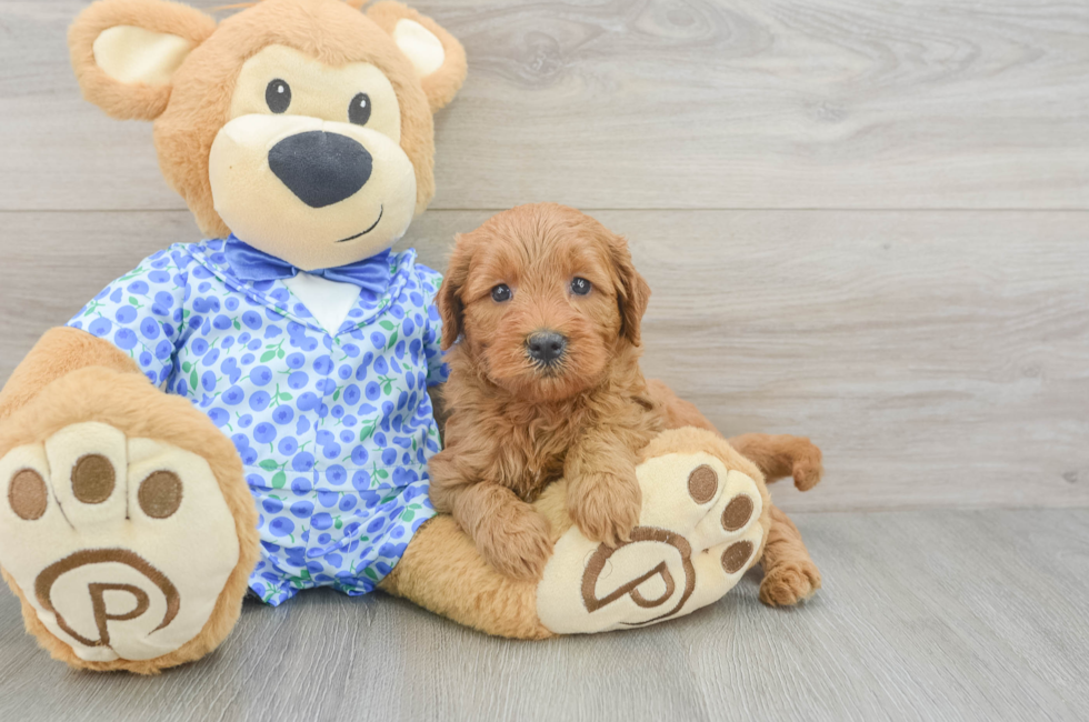 5 week old Mini Goldendoodle Puppy For Sale - Windy City Pups
