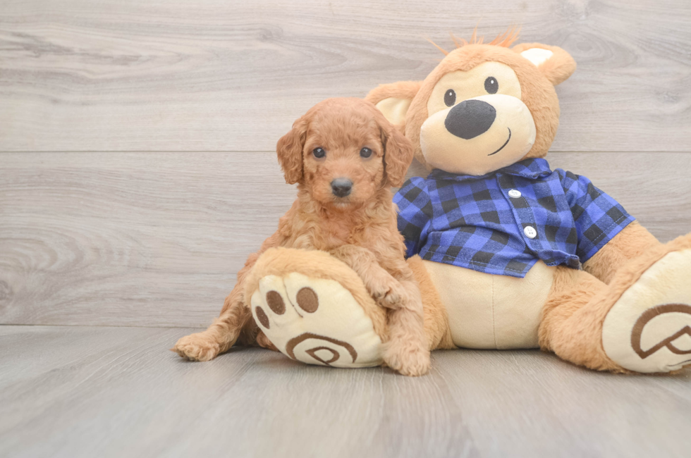 5 week old Mini Goldendoodle Puppy For Sale - Windy City Pups