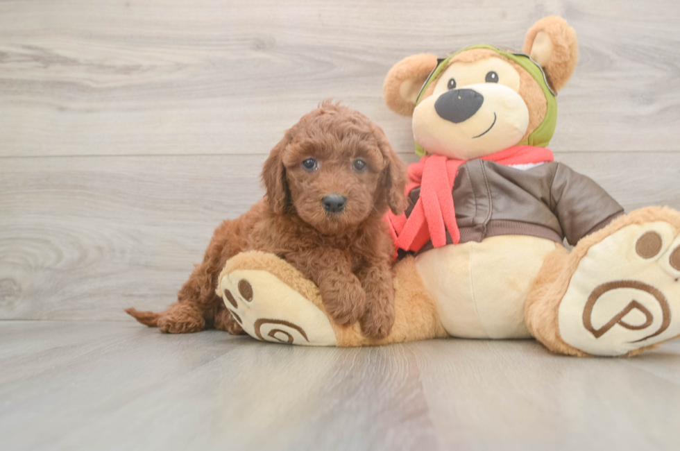 6 week old Mini Goldendoodle Puppy For Sale - Windy City Pups