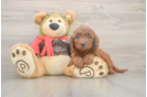 Popular Mini Goldendoodle Poodle Mix Pup