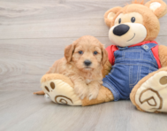 7 week old Mini Goldendoodle Puppy For Sale - Windy City Pups