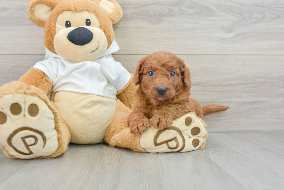 Smart Mini Goldendoodle Poodle Mix Pup