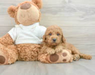 7 week old Mini Goldendoodle Puppy For Sale - Windy City Pups