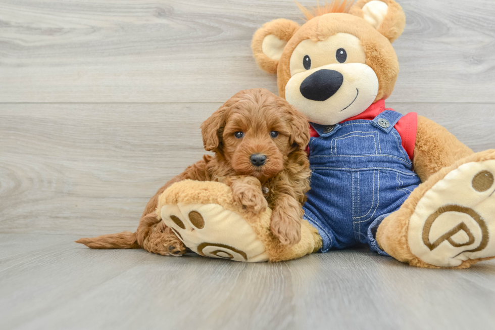 Best Mini Goldendoodle Baby