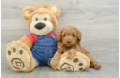 Small Mini Goldendoodle Baby