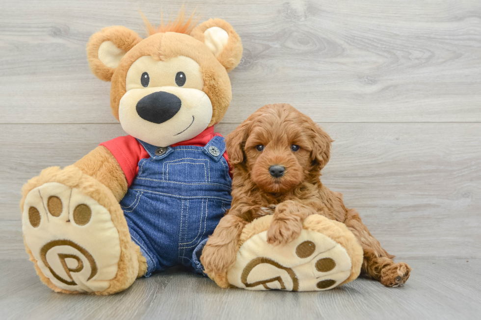 Small Mini Goldendoodle Baby